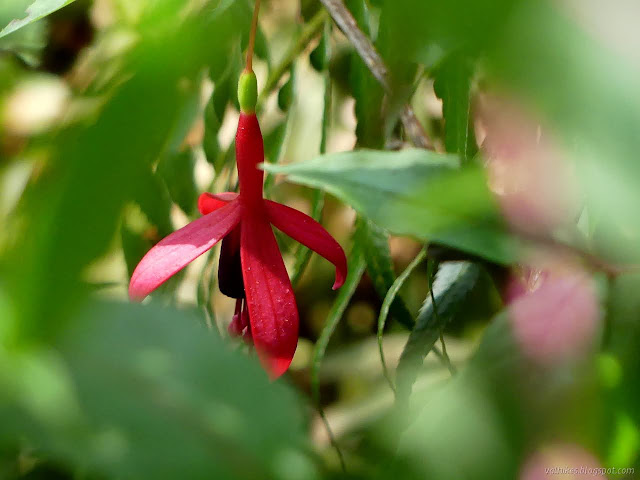 hanging purple and pink flower