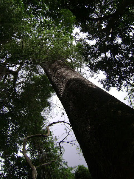 Jequitiba Milenar Fazenda Mato Seco