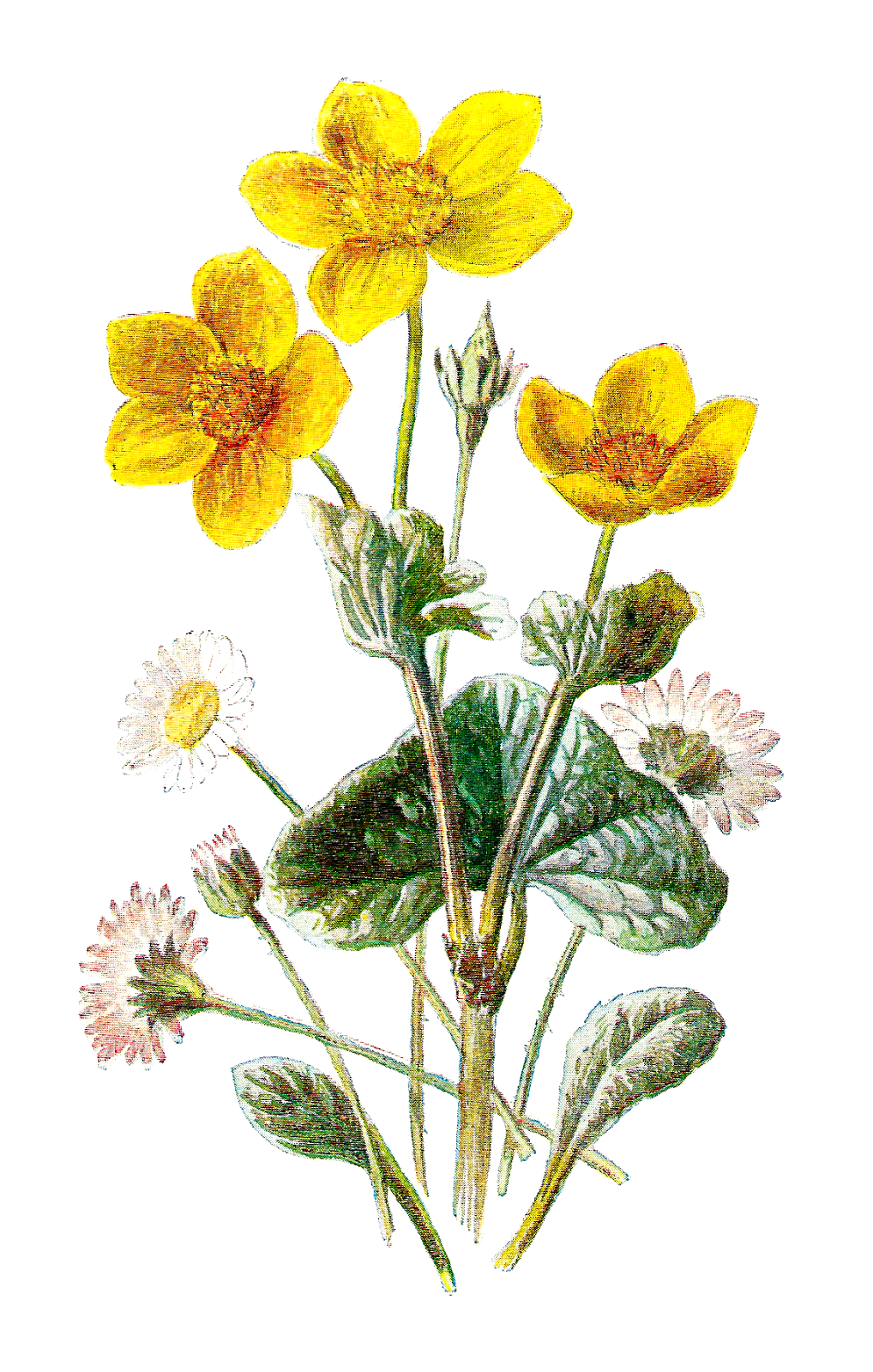 Antique Images: Free Wildflower Download Flower Botanical ...