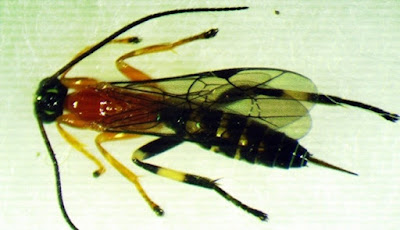 Para ilmuwan telah menemukan spesies gres tawon yg mengerikan di kedalaman Amazon Ekuado Ngeri, Tawon Parasit Ini Mengubah Laba-Laba Menjadi ‘Zombie’