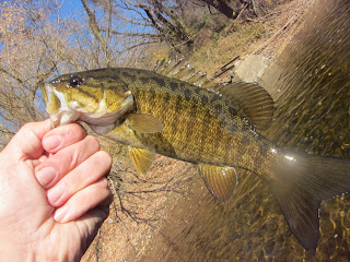 potomac smallmouth bass