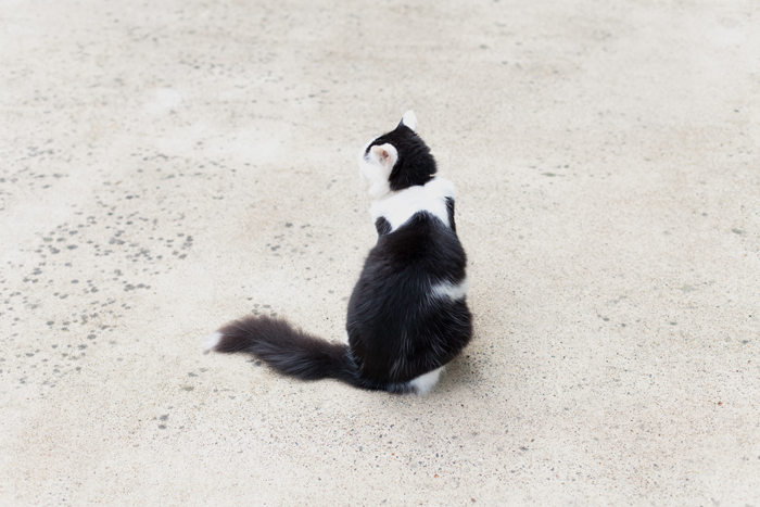 black and white cat sitting