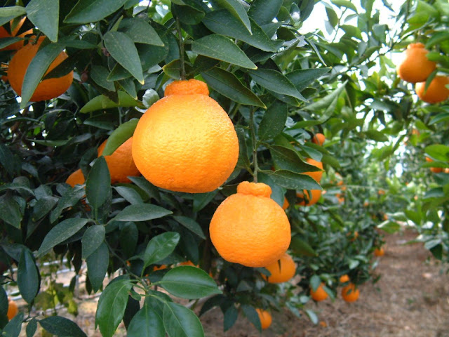 Dekopon Citrus, Most Expensive Fruits in the World, Citrus