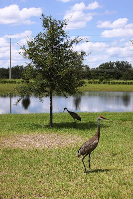 Bored Sandhill Cranes