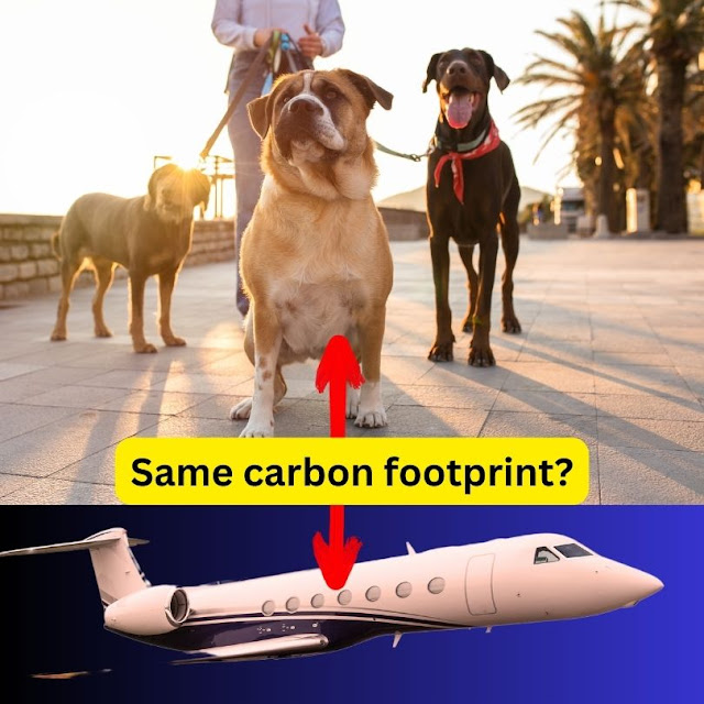 Global warming news - having three dogs is as bad for the environment as taking a private jet