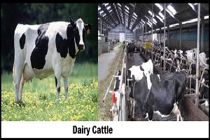 Dairy Cows: Benefits, Care, and Important Role in Agriculture