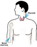 Thyroid