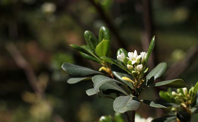 Pittosporum Tobira Flowers Pictures