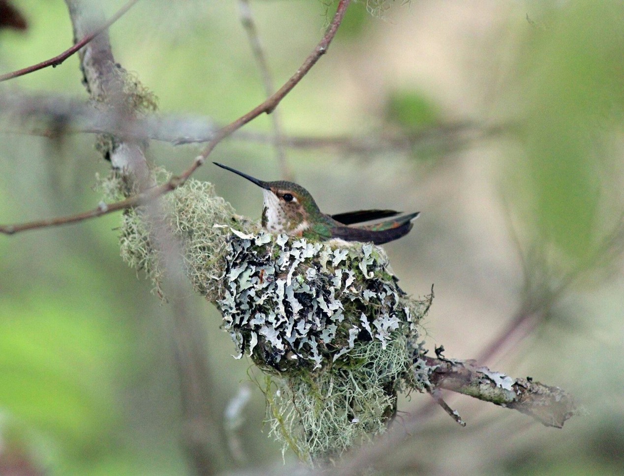 hummingbird birdhouse