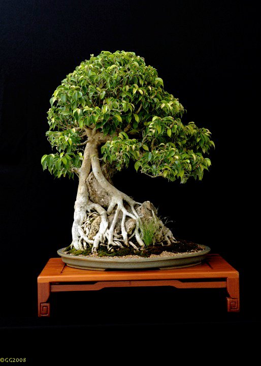 Bonsai Beringin di Atas Batu