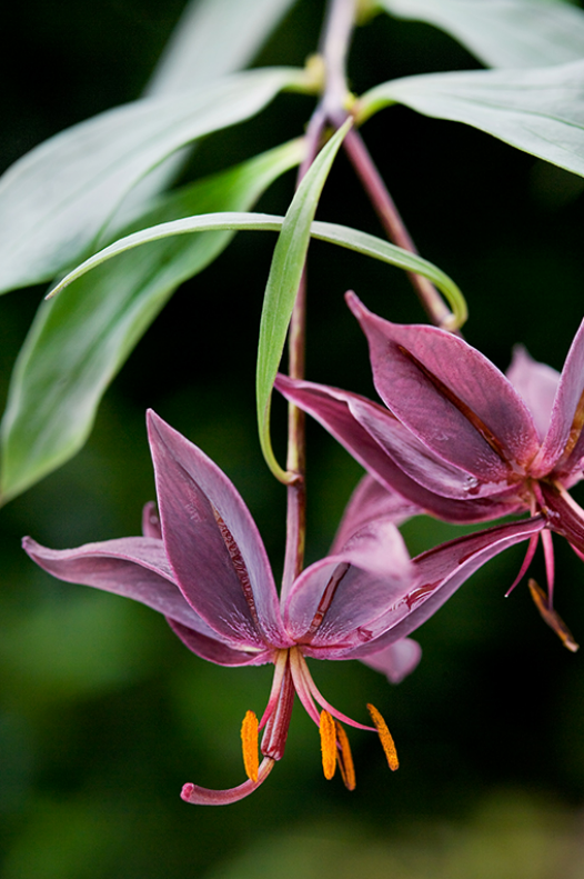 Лилия хорошолетающая / Лилия летающая (Lilium eupetes)