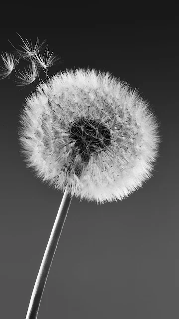 Foto Preto e Branco Flor Dente de Leão