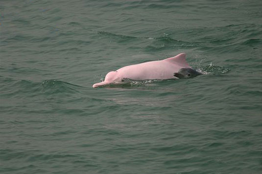 Pink Dolphin