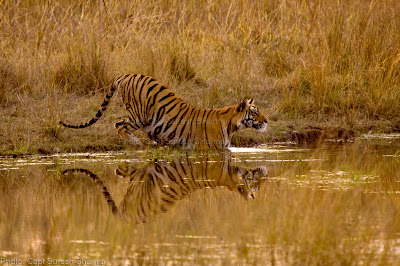 Tiger is homing on to its pray, which is across water stream.