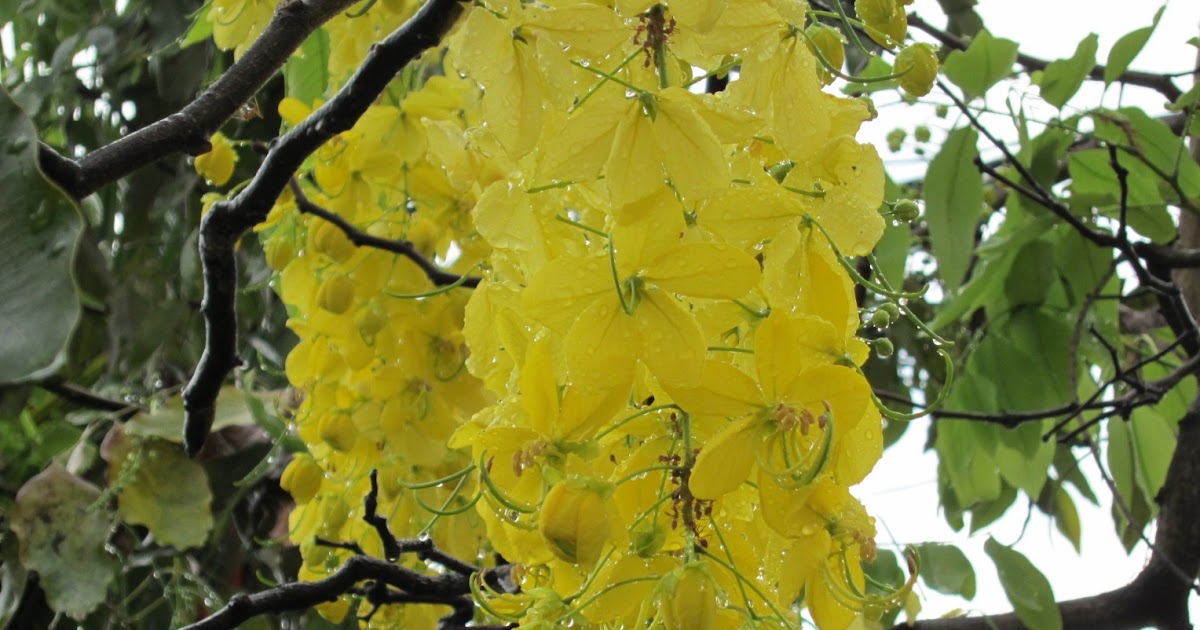 komunitas bunga  Bunga  Nasional Thailand 