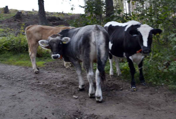 kongens utsikt krokkleiva hole kuer