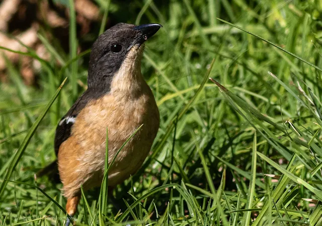 Brave Boubou Shrike Kirstenbosch Cape Town Photographer Vernon Chalmers