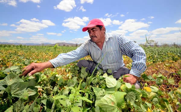 Central America Agriculture