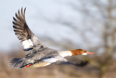 Grote Zaagbek - Grutte Seachbek - Mergus merganser