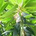 Manfaat dan Khasiat Anyang Anyang (Elaeocarpus grandiflorus J.Sm,)