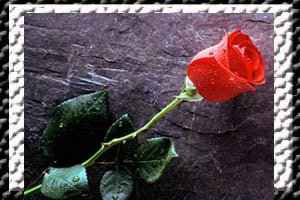Bunga Mawar, Foto Mawar, dan Wallpaper Mawar Keren ...