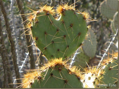 Desert museum_492