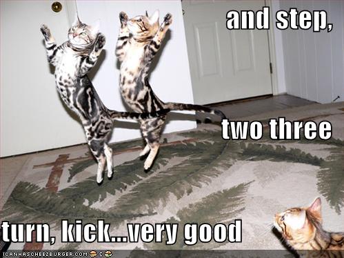 funny pictures of animals doing funny thing