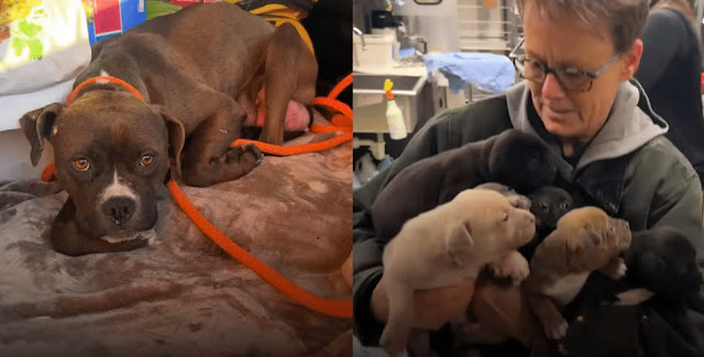 From Freezing Abandonment to Love: The Inspiring Rescue of a Pit Bull Family
