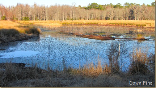Harris Neck NWR_020