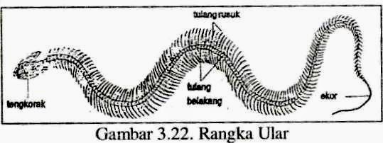 MENGENAL RANGKA  HEWAN  VISIUNIVERSAL