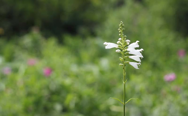 Physostegia Virginiana Flowers Pictures