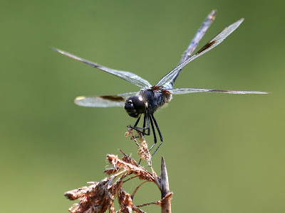 Four-spotted pennant [Brachymesia gravida]