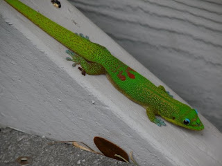 Gecko in Hawaii