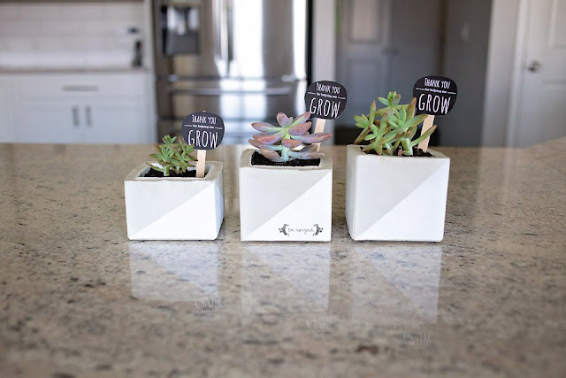 Cement Succulent Pots  |  Five Marigolds on fg2b