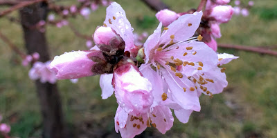 Nectarine Blossoms in the Rain