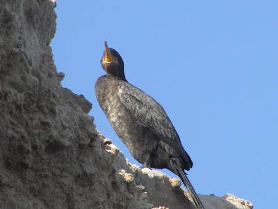 aves de la costa atlántica