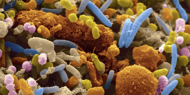 human bacteria