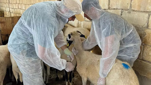 Virus alarm in North Cyprus as sheep and goat pox outbreak detected in Famagusta