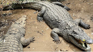 Crocodile