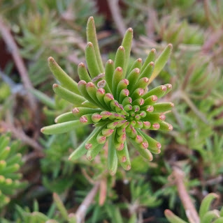 hojas de la suculenta sedum rupestre