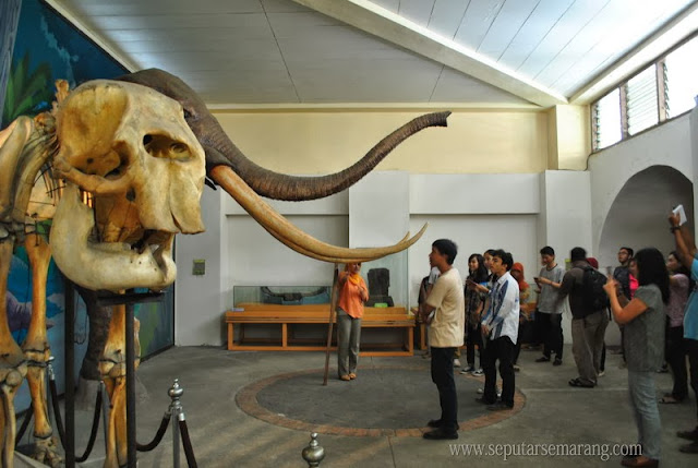 Gajah purba museum ranggawarsita