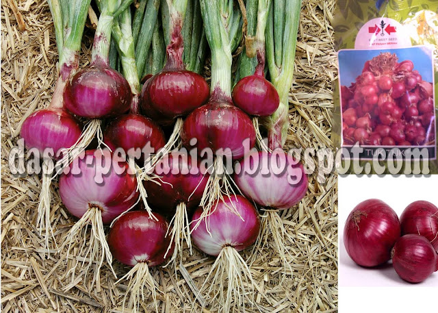 Tips Memilih Benih Bawang Merah Yang Baik dan Benar