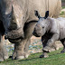 GRAHAMSTOWN - POLICE MAKE BREAKTHROUGH AFTER 3 RHINO POACHERS CAUGHT