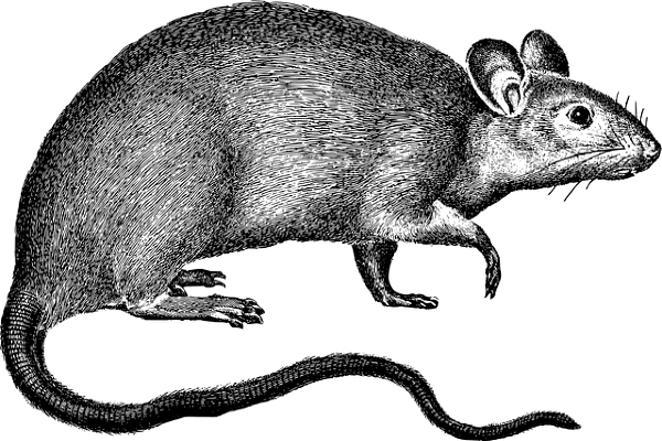 Tips on How to Get Rid of Rats Easily Without Hassle