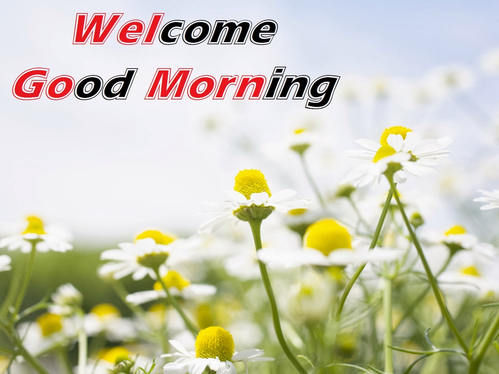 Welcome Good Morning HD Cards, Lovely Wallpapers 