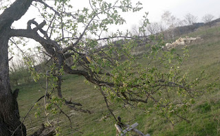 Very pleased to see green on this favourite tree of mine