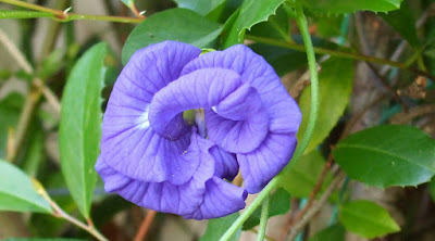 Double-Flowering Blue Butterfly Pea Vine....Clitoria Te