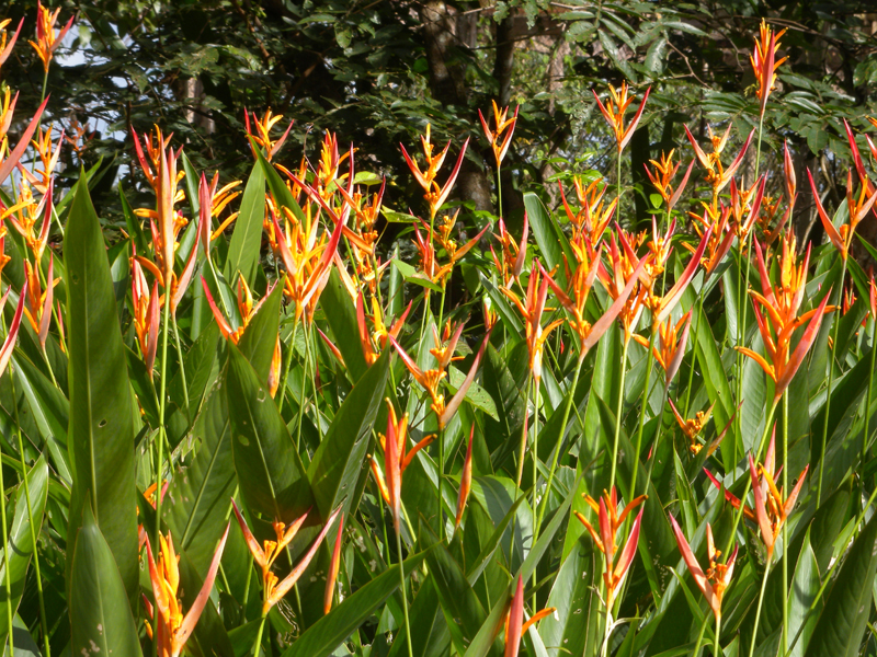 types of flowers you can grow Heliconia Psittacorum Plants | 800 x 600