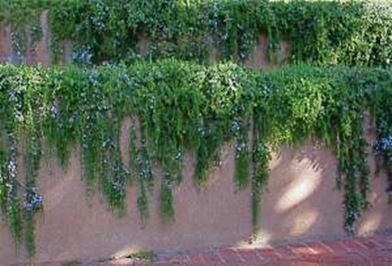 wall of rosemary_WEB