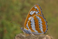 Athyma perius